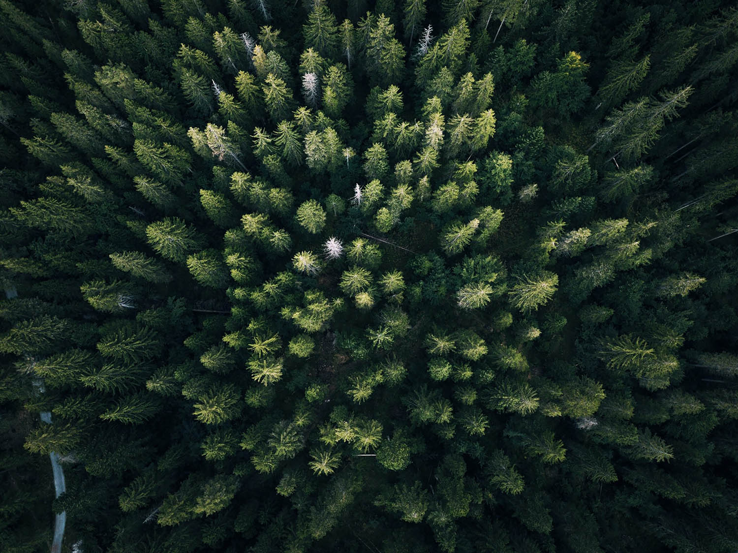 Recyclez votre sapin